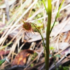 Drosera auriculata at Acton, ACT - 29 Jul 2021 02:14 PM