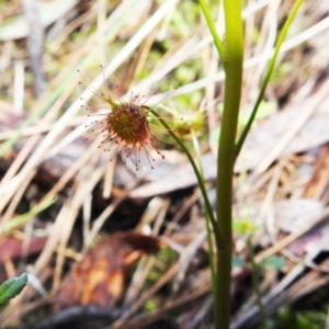 Drosera auriculata at Acton, ACT - 29 Jul 2021