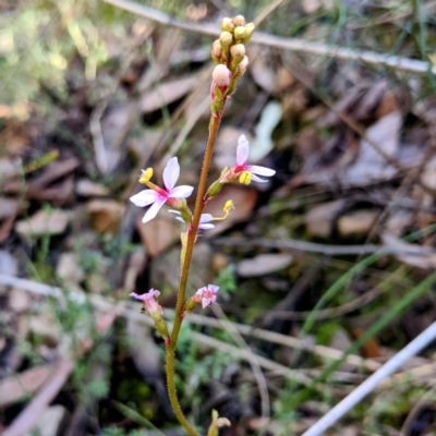 Stylidium (genus) (Trigger Plant) at Acton, ACT - 29 Jul 2021 by HelenCross