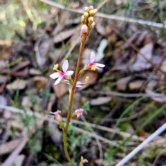 Stylidium sp. (Trigger Plant) at Acton, ACT - 29 Jul 2021 by HelenCross