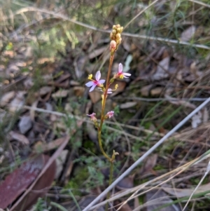 Stylidium sp. at Acton, ACT - 29 Jul 2021 01:06 PM