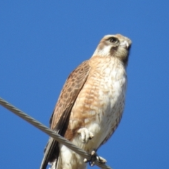 Falco berigora (Brown Falcon) at Tuggeranong DC, ACT - 30 Jul 2021 by HelenCross