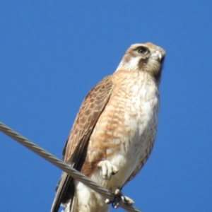 Falco berigora at Tuggeranong DC, ACT - 30 Jul 2021