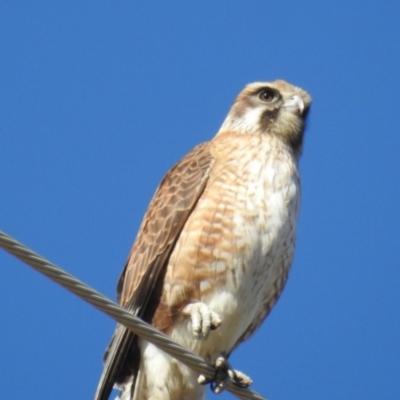 Falco berigora (Brown Falcon) at Lions Youth Haven - Westwood Farm - 30 Jul 2021 by HelenCross
