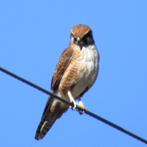 Falco berigora at Tuggeranong DC, ACT - 30 Jul 2021