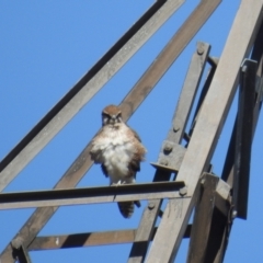 Falco berigora at Tuggeranong DC, ACT - 30 Jul 2021