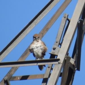 Falco berigora at Tuggeranong DC, ACT - 30 Jul 2021