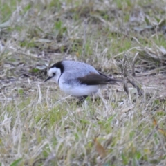 Epthianura albifrons (White-fronted Chat) at Molonglo, ACT - 30 Jul 2021 by HelenCross