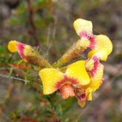 Dillwynia phylicoides (A Parrot-pea) at Holt, ACT - 19 Jul 2021 by drakes