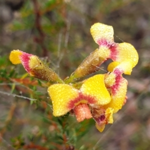 Dillwynia phylicoides at Holt, ACT - 19 Jul 2021