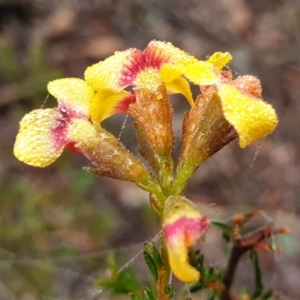 Dillwynia phylicoides at Holt, ACT - 19 Jul 2021