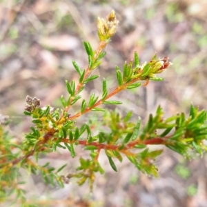 Dillwynia phylicoides at Holt, ACT - 19 Jul 2021