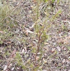 Dillwynia phylicoides at Holt, ACT - 19 Jul 2021