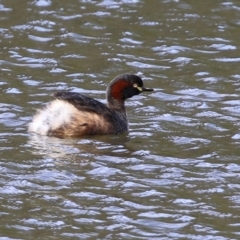 Tachybaptus novaehollandiae (Australasian Grebe) at Paddys River, ACT - 27 Jul 2021 by RodDeb