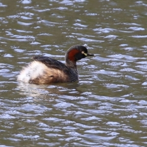 Tachybaptus novaehollandiae at Paddys River, ACT - 27 Jul 2021