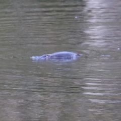 Ornithorhynchus anatinus (Platypus) at Paddys River, ACT - 27 Jul 2021 by RodDeb