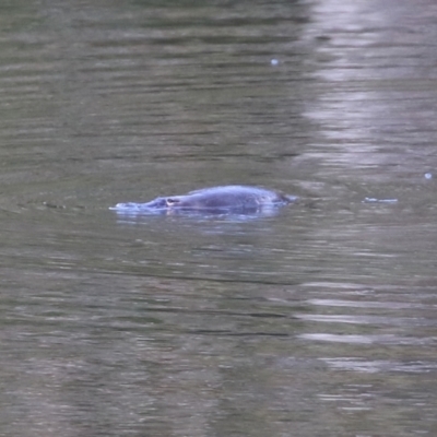 Ornithorhynchus anatinus (Platypus) at Tidbinbilla Nature Reserve - 27 Jul 2021 by RodDeb