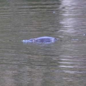 Ornithorhynchus anatinus at Paddys River, ACT - 27 Jul 2021