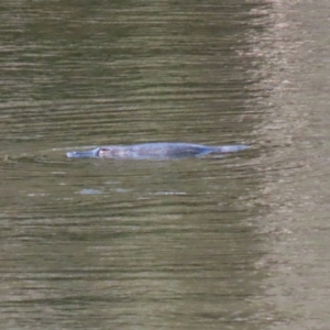 Ornithorhynchus anatinus at Paddys River, ACT - 27 Jul 2021