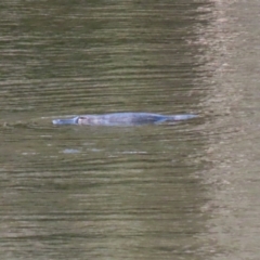 Ornithorhynchus anatinus at Paddys River, ACT - 27 Jul 2021