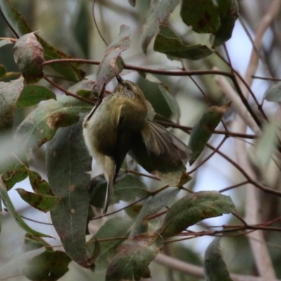 Acanthiza lineata (Striated Thornbill) at Tidbinbilla Nature Reserve - 27 Jul 2021 by RodDeb