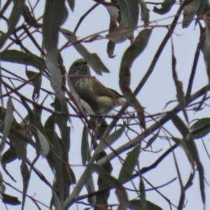 Acanthiza lineata at Paddys River, ACT - 27 Jul 2021