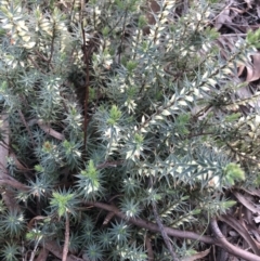 Melichrus urceolatus (Urn Heath) at Flea Bog Flat to Emu Creek Corridor - 30 Jul 2021 by Dora