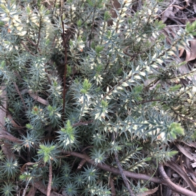 Melichrus urceolatus (Urn Heath) at Belconnen, ACT - 30 Jul 2021 by Dora