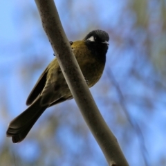 Nesoptilotis leucotis (White-eared Honeyeater) at Paddys River, ACT - 27 Jul 2021 by RodDeb