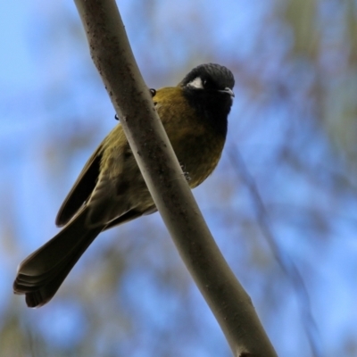 Nesoptilotis leucotis (White-eared Honeyeater) at Tidbinbilla Nature Reserve - 27 Jul 2021 by RodDeb