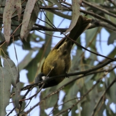 Nesoptilotis leucotis at Paddys River, ACT - 27 Jul 2021