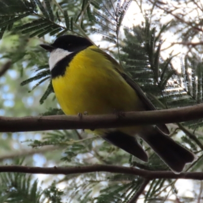 Pachycephala pectoralis (Golden Whistler) at Tidbinbilla Nature Reserve - 27 Jul 2021 by RodDeb