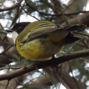 Pachycephala pectoralis at Paddys River, ACT - 27 Jul 2021