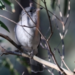 Colluricincla harmonica (Grey Shrikethrush) at Isabella Pond - 29 Jul 2021 by RodDeb