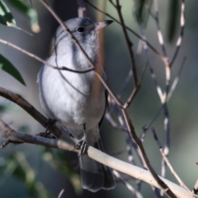 Colluricincla harmonica (Grey Shrikethrush) at Monash, ACT - 29 Jul 2021 by RodDeb