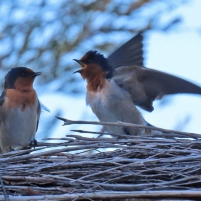 Hirundo neoxena (Welcome Swallow) at Jerrabomberra Wetlands - 30 Jul 2021 by RodDeb
