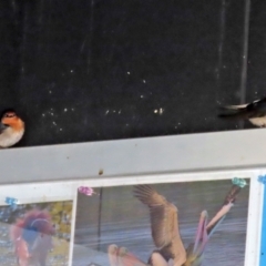 Hirundo neoxena at Fyshwick, ACT - 30 Jul 2021