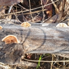 Xylobolus illudens (Purplish Stereum) at Aranda Bushland - 29 Jul 2021 by drakes