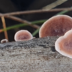 Xylobolus illudens at Aranda, ACT - 30 Jul 2021 09:54 AM