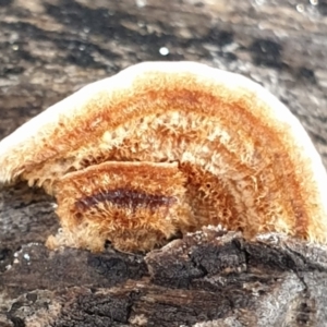 Xylobolus illudens at Aranda, ACT - 30 Jul 2021