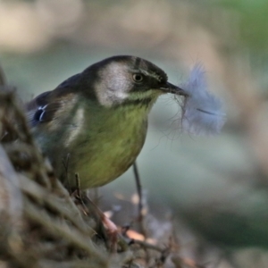 Sericornis frontalis at Fyshwick, ACT - 30 Jul 2021