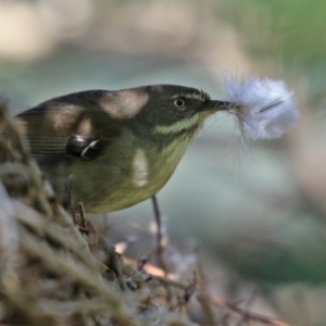 Sericornis frontalis at Fyshwick, ACT - 30 Jul 2021 12:38 PM