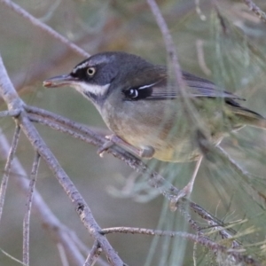 Sericornis frontalis at Fyshwick, ACT - 30 Jul 2021