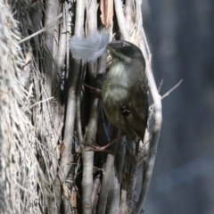 Sericornis frontalis at Fyshwick, ACT - 30 Jul 2021 12:38 PM