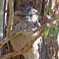 Podargus strigoides (Tawny Frogmouth) at Fyshwick, ACT - 30 Jul 2021 by RodDeb