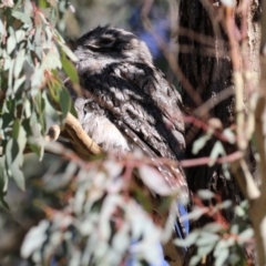 Podargus strigoides at Fyshwick, ACT - 30 Jul 2021