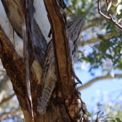 Podargus strigoides at Fyshwick, ACT - 30 Jul 2021