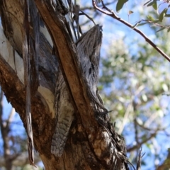 Podargus strigoides at Fyshwick, ACT - 30 Jul 2021