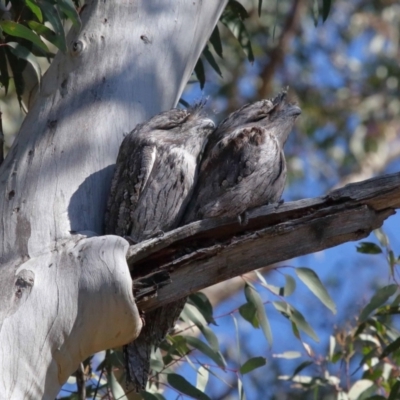 Podargus strigoides (Tawny Frogmouth) at Acton, ACT - 30 Jul 2021 by TimL