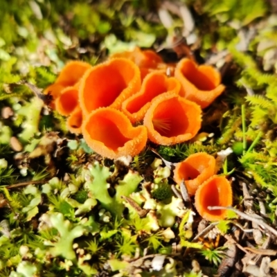 Aleuria sp. (An Orange peel fungus) at Tidbinbilla Nature Reserve - 30 Jul 2021 by RobG1